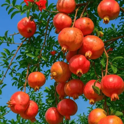 ১৩ পিচ চারার কম্বো প্যাকেজ