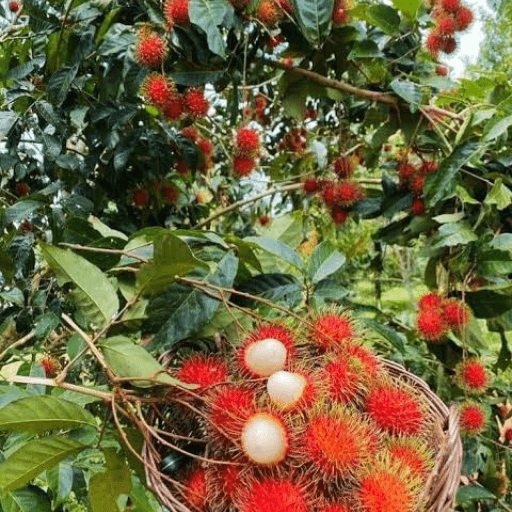 মালোসিয়ান রাম্বুটান