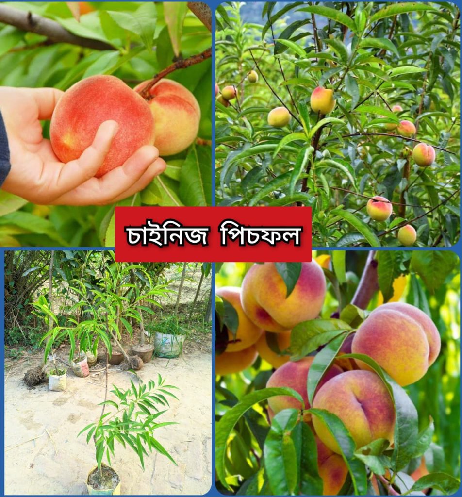 চাইনিজ পিচফল