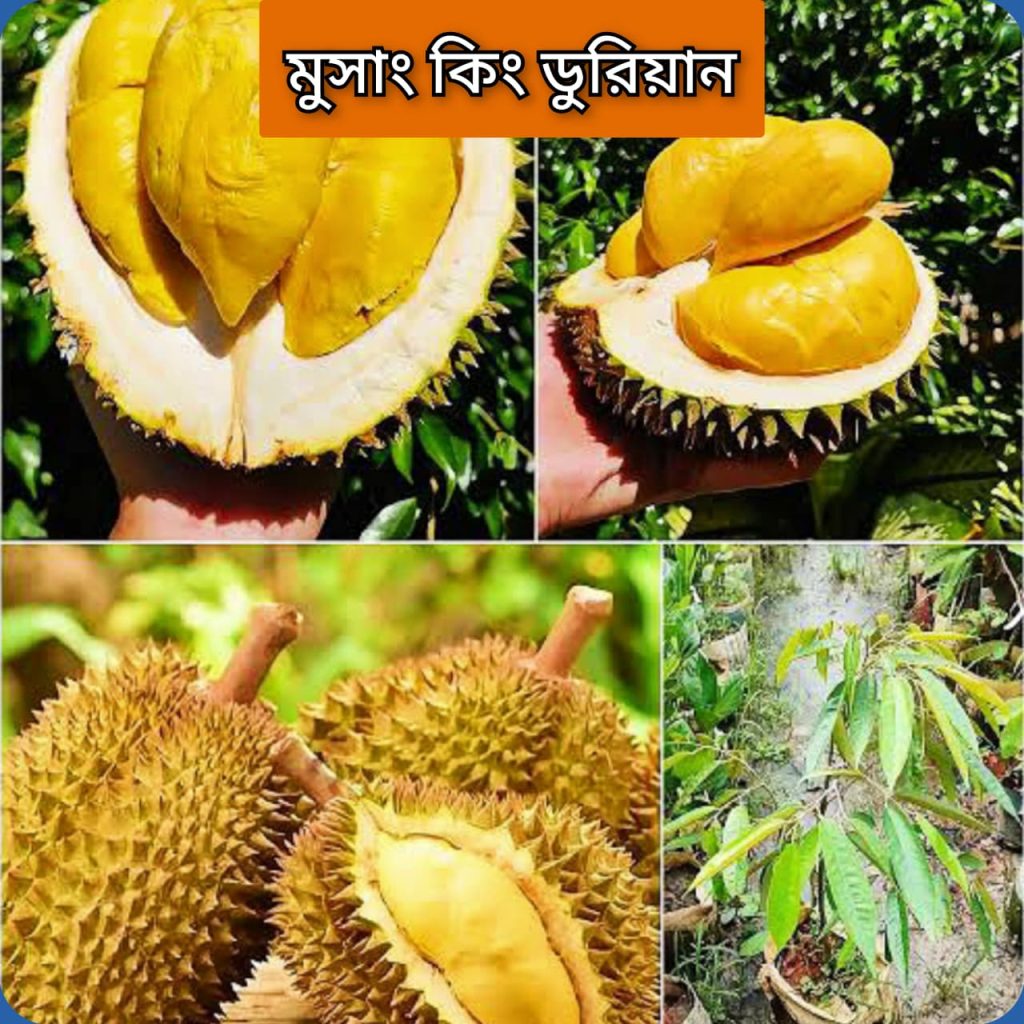 মুসাং কিং ডুরিয়ান