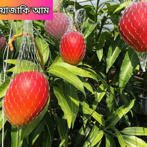 জাপানি মিয়াজাকি