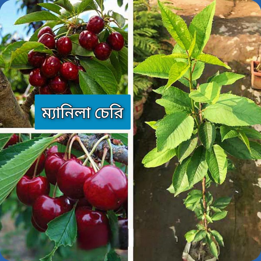 অস্ট্রেলিয়ান ম্যানিলা চেরি