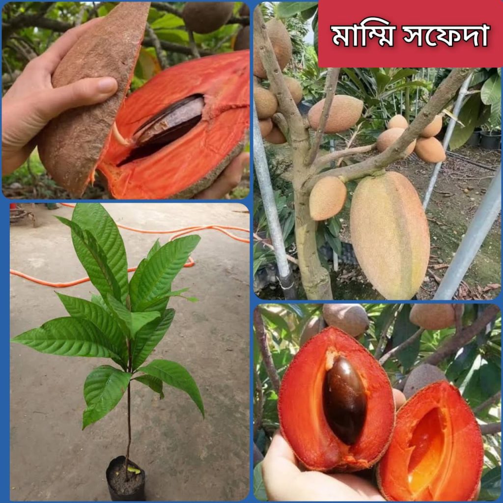 মিশরীয় মাম্মি সফেদা