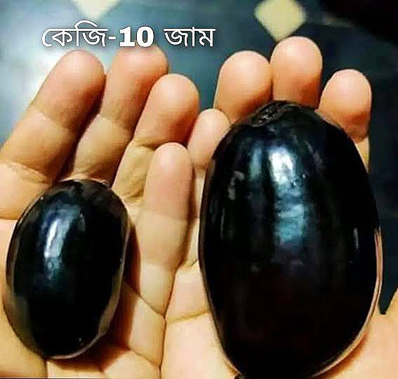 কেজি-১০ জাম