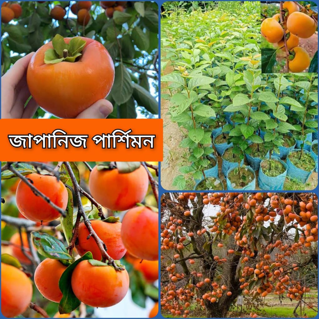 জাপানিজ পার্শিমন