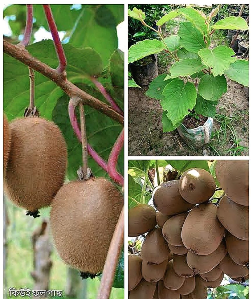 চাইনিজ কিউ-ই