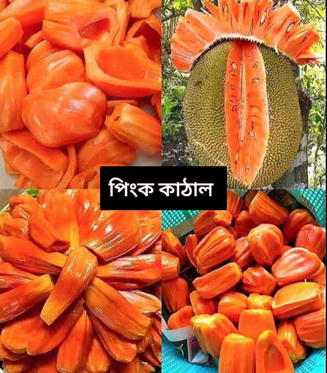 পিংক কাঁঠাল