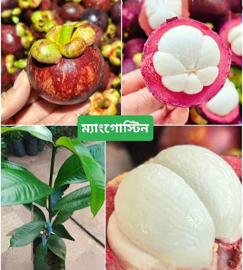 ম্যাংগোস্টিন