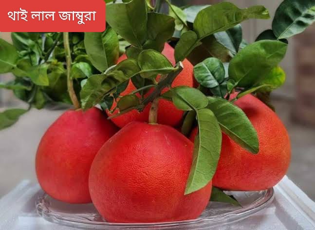 থাই লাল জাম্বুরা