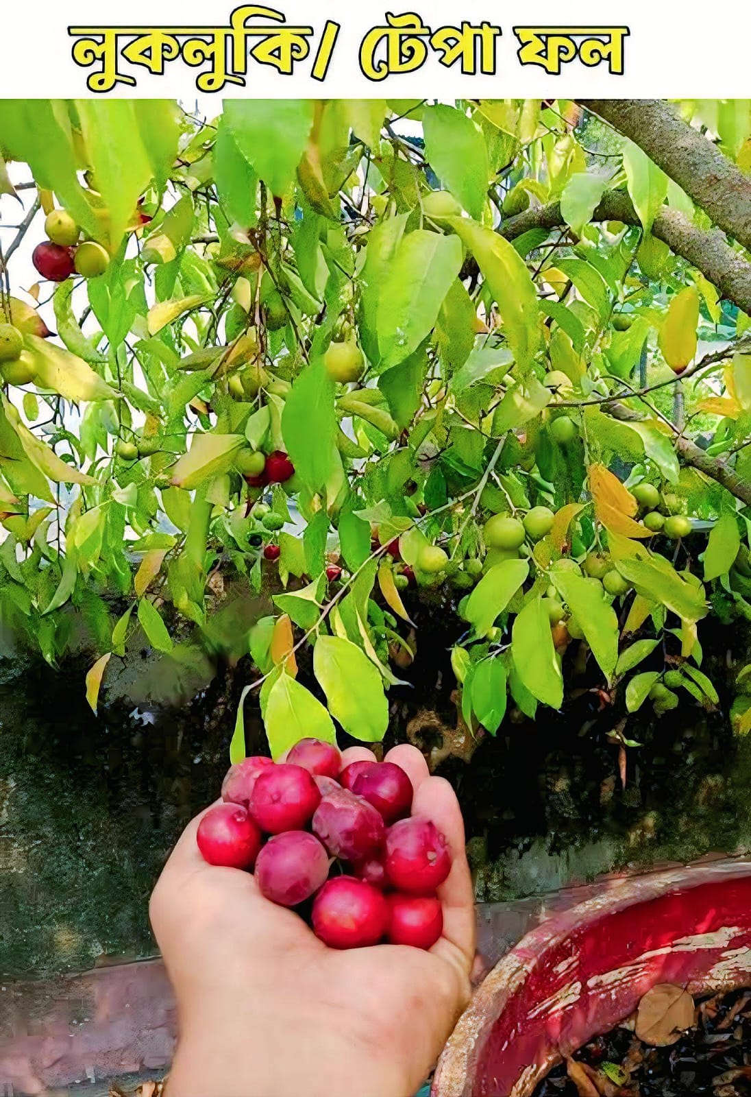 লুকলুকি